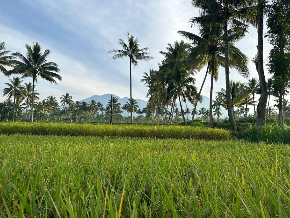 Mysha Guest House-Lombok Tetebatu Ngoại thất bức ảnh